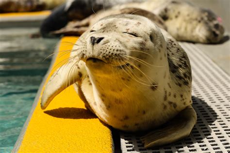 It's Baby Harbor Seal Season in Marin: Here's What You Should Do if You Encounter a Pup - Marin ...