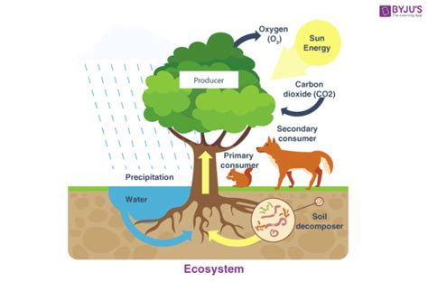 Ecosystem - Components of Ecosystem | Biotic & Abiotic Components