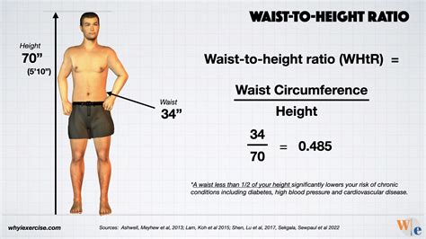 Waist Circumference: Examining the hidden dangers of abdominal obesity