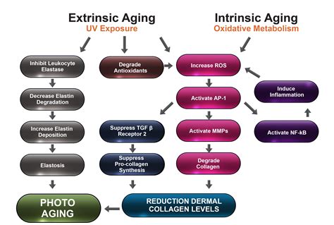 Skin Aging