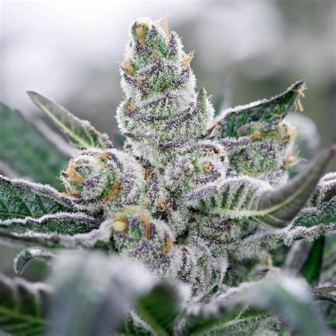 Best Cannabis Indica Strains - Our Cultivars - THC Design