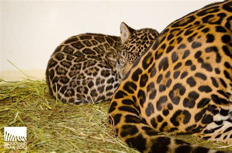 Jaguar cubs’ personalities far outweigh their 10-pound frames