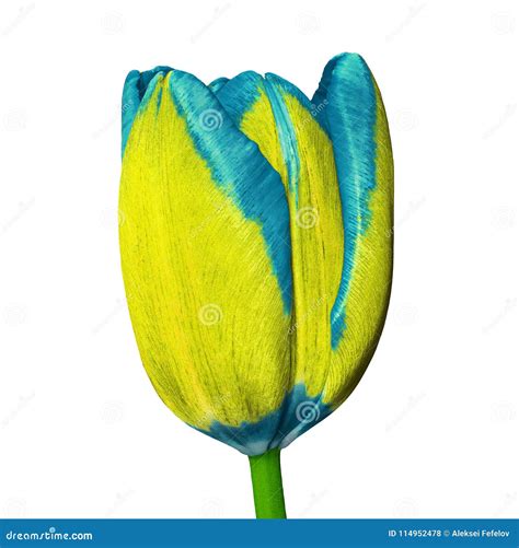 Blue Yellow Tulip Flower Isolated on a White Background. Close-up Stock Photo - Image of gift ...