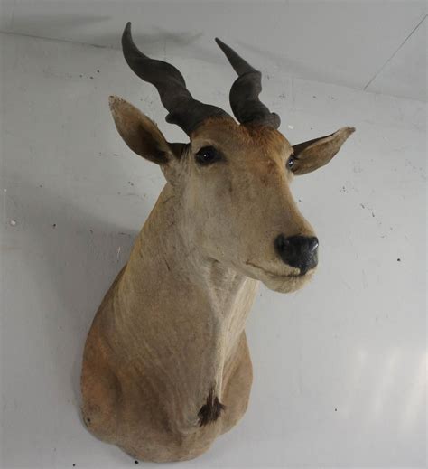 20th Century Large African Giant Eland Taxidermy Shoulder Mount Antlers