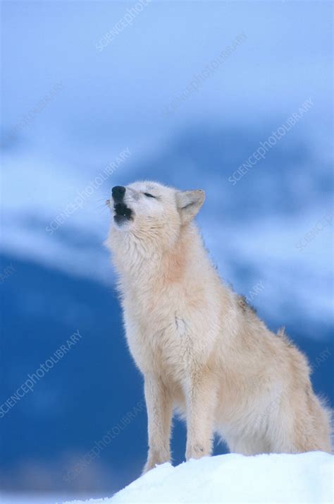 White Wolf howling - Stock Image - C014/4275 - Science Photo Library