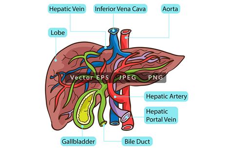 Inside Human Liver Anatomy Graphic by SCWorkspace · Creative Fabrica