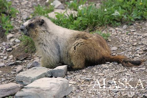 Rodents of Alaska - Alaska.Guide