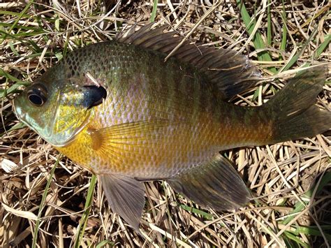 Bluegill: History, Facts, Size, Habitat, Classification & Much More ...