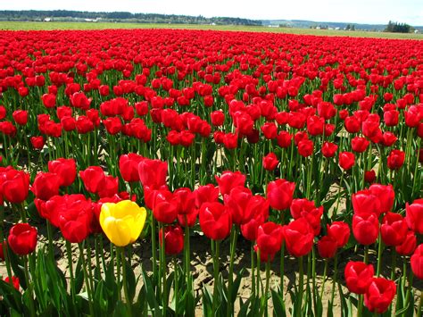 File:Single yellow tulip in a field of red tulips.JPG