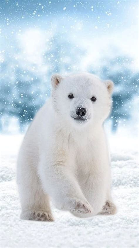 Cute Polar Bear Wallpapers - Top Free Cute Polar Bear Backgrounds - WallpaperAccess | Polar bear ...