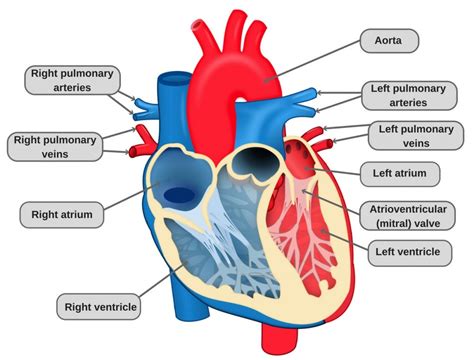 Parts Of The Heart And Their Functions