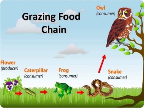 Energy Flow through an Ecosystem: Food Chain, Food Web - PMF IAS