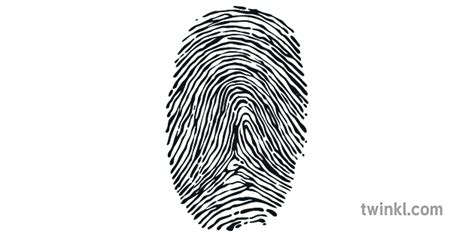 Loop Fingerprint Science Arch Loop Whorl Detective Crime KS3 KS4