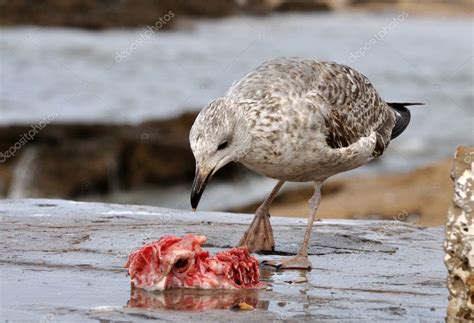 Seagull eating fish Stock Photo by ©philipus 6388095