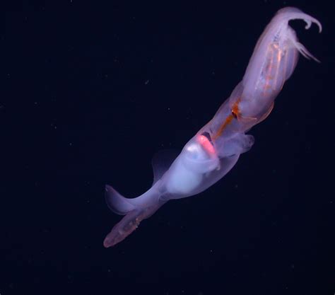 Deep-Sea Squid's Tentacles Help Animal Attract Prey, New Research Shows ...