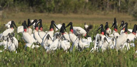 Brazil Ecoexplorer - Nature & Wildlife tours, Birding trips, Amazon & Pantanal Tours: PANTANAL ...