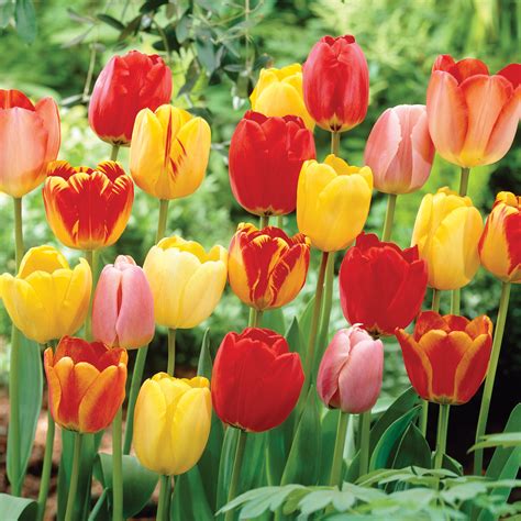 Mixed Colors Tulip Bulbs for Planting Tulip Flower Rare Tulip Flower Bulbs Perennial Potted ...