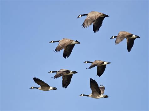 Canada Goose Migration: A Complete Guide | Birdfact