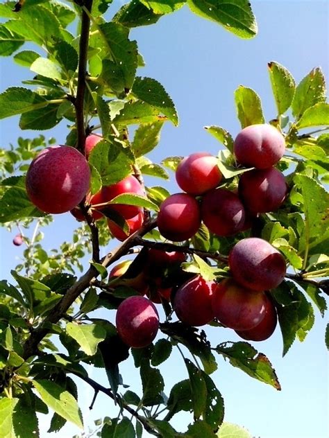 Free picture: organic, Gemini, plum, fruit, tree