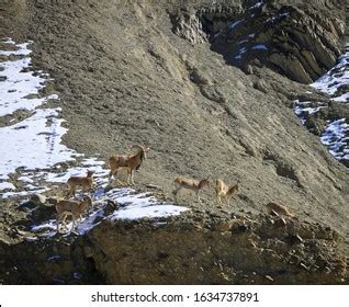 9 Ladakh urial Images, Stock Photos & Vectors | Shutterstock