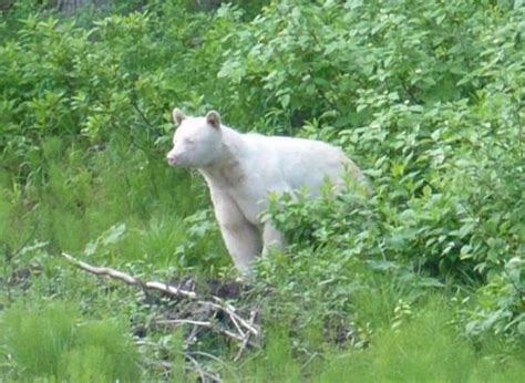 ShangralaFamilyFun.com - Shangrala's Albino Bears!