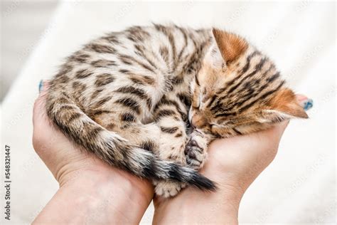 Bengal Kitten sleeping on Hands Stock Photo | Adobe Stock