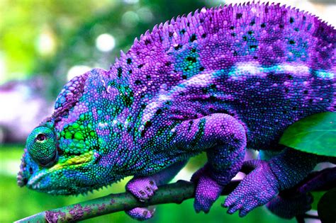 Have You Ever Seen A Chameleon Change Color In Real Time? Here's Your Chance