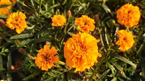 Mexican marigold | Kew