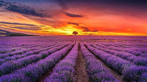 Lavender Field Wallpaper