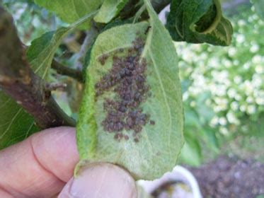 Aphids and Fruit Trees – Philadelphia Orchard Project