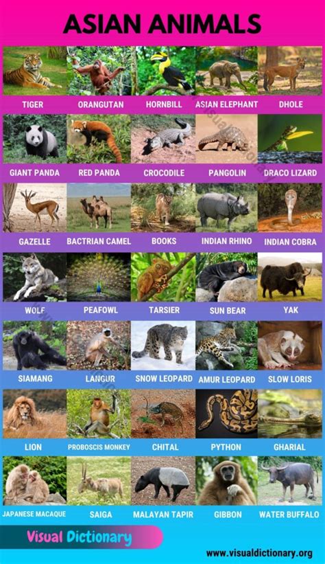 Asian Animals: Useful List of 35 Animals Found in Asia - Visual Dictionary