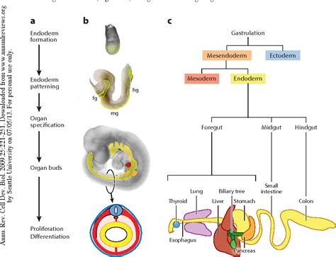 Vertebrate endoderm development and organ formation. | Semantic Scholar