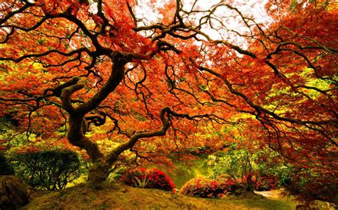 Picture of the Day: Japanese Maple at the Portland Japanese Garden » TwistedSifter