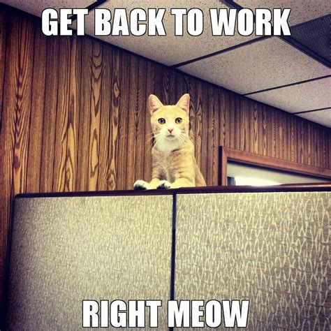 Office Cat (OC) : r/meme