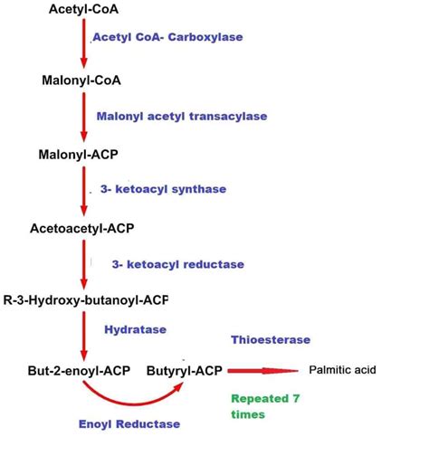 De Novo Fatty Acid Synthesis - www.medicoapps.org