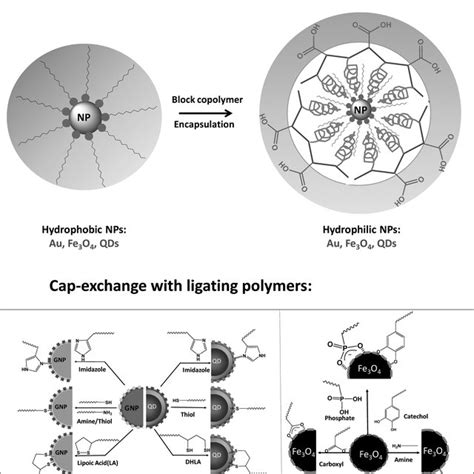 (A) Schematic representation of encapsulated nanoparticles (NPs) within... | Download Scientific ...