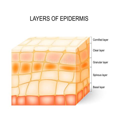 100+ Epidermis Free Stock Photos - StockFreeImages