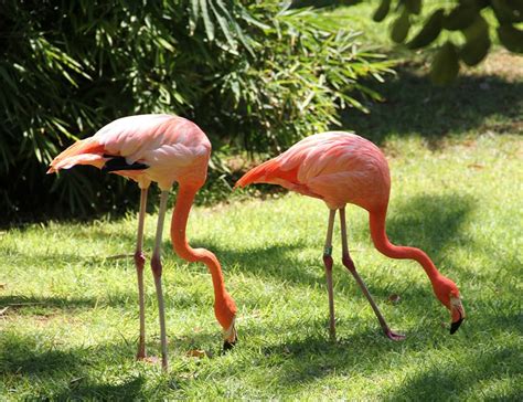 13 Fun Flamingo Facts About These Pink Wonders