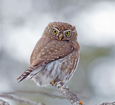 Northern Pygmy Owl Facts: Animals of North America - WorldAtlas