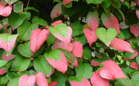 Actinidia kolomikta | Farmyard Nurseries