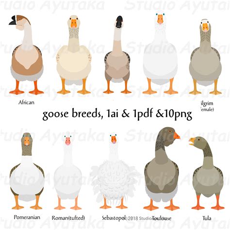 Goose Breeds Ai Pdf Png - Etsy Canada