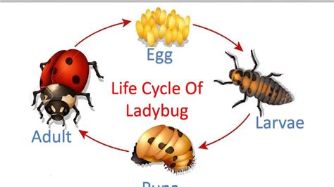 Life Cycle Of Ladybug for Kids | Lady beetle, Life cycles, Cycle photo