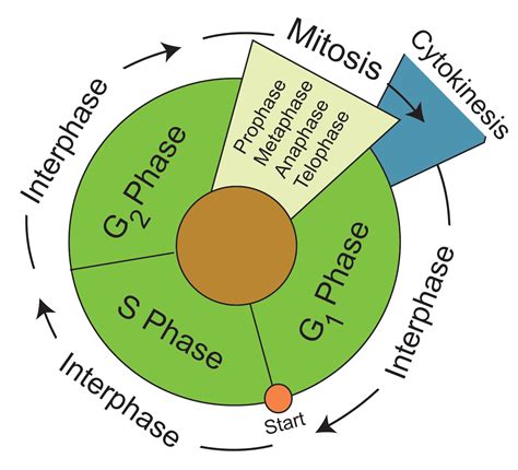 Phases Of The Cell Cycle Diagram Mastering Biology Cycle Cel