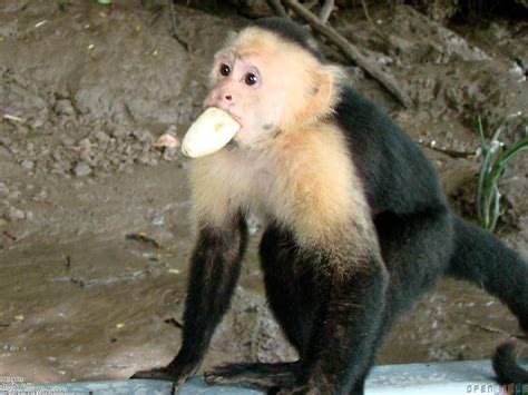 Monkey eating Banana | Funny