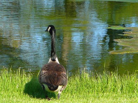 Poze : natură, iarbă, pasăre, animal, lac, animale sălbatice, reflecţie, găină, faună, lebădă ...