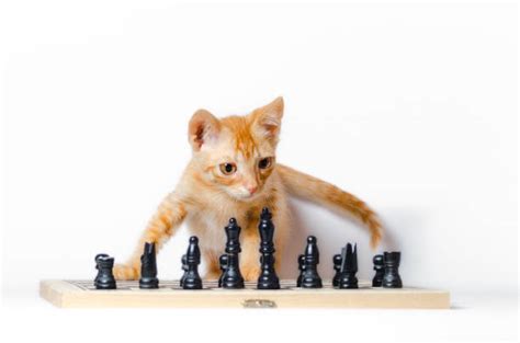 190+ Cat Playing Chess Photos Stock Photos, Pictures & Royalty-Free ...