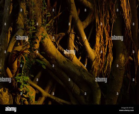 Neem tree roots, India, Asia Stock Photo - Alamy