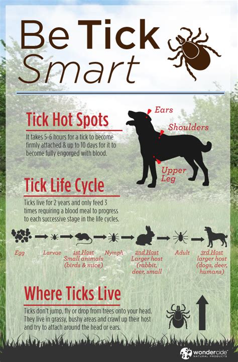 Infographic: Natural Tick Prevention for Dogs « Wondercide Blog