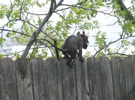 Terrifying Jersey Devil Sightings Scare Local Residents - Slapped Ham