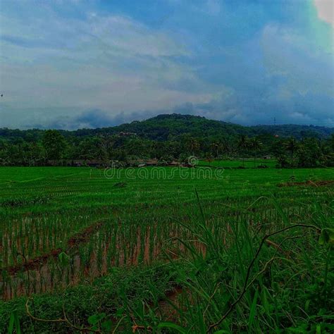 The View of the Rice Fields Just before Sunset Looks Beautiful Stock ...